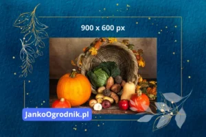 Obrazek zastępczy - JankoOgrodnik.pl